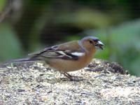 Chaffinch